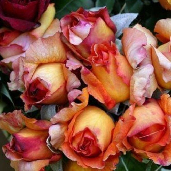 Tüplü Yediveren Kordes Adolf Horstmann Yoğun Kokulu Gül Fidanı