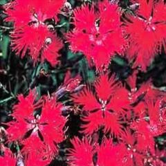 Dianthus Superbus Red Bol Kokulu Karanfil Çiçeği Tohumu(100 adet)