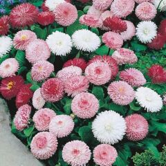 Mix Katmerli Bellis Perennis Ponpon İngiliz Çayır Papatyası Çiçeği Tohumu(100 Tohum)