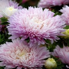 Pompon Rose Aster Çiçeği Tohumu(50 Tohum)
