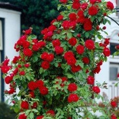 Kokulu Red Beauty Kırmızı Yediveren Sarmaşık Gül Tohumu (10 tohum)