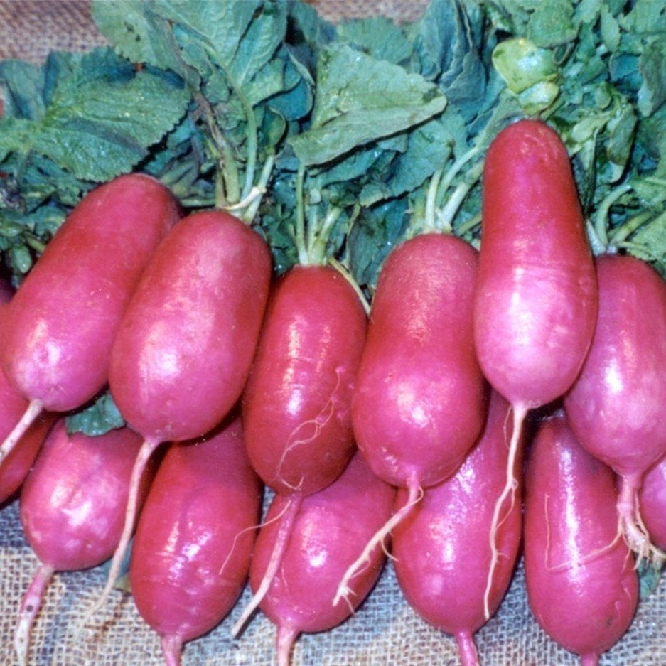 Doğal Lady Slipper Turp Tohumu (50 tohum)