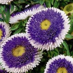 Pompon Blue with white Centre Aster Çiçeği Tohumu (50 Tohum)