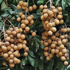 Nadir Çeşit Tüplü Longan(Ejderha Gözü) Fidanı