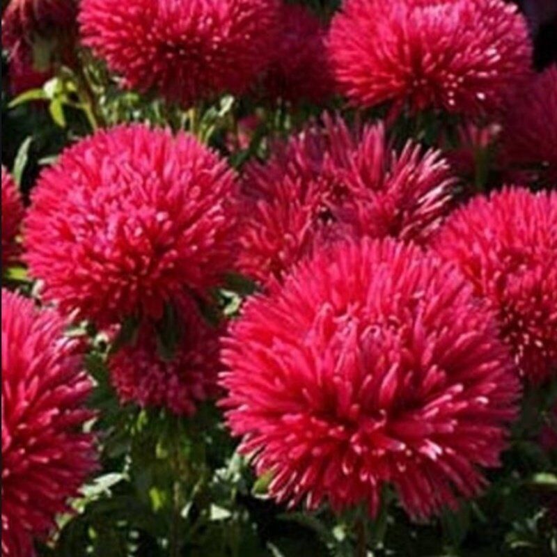 Pompon Paeony Duchesse Crimson Aster Çiçeği Tohumu (50 Tohum)