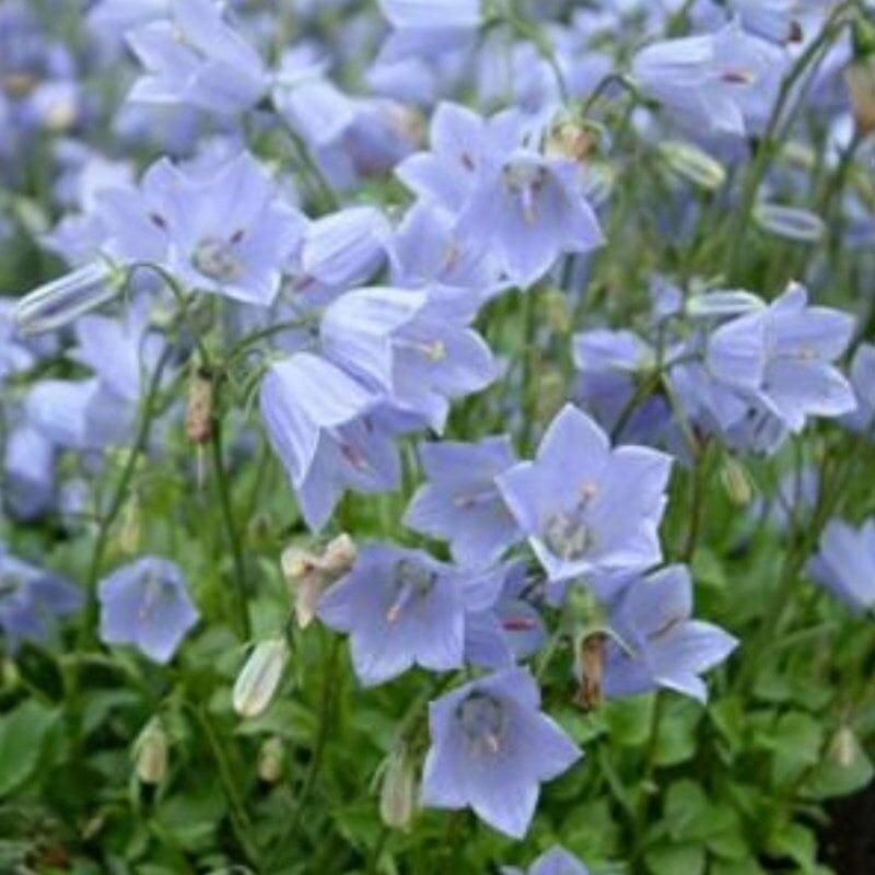 Light Blue Campanula Çan Çiçeği Tohumu (100 Tohum)