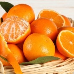 Tüplü Aşılı Erkenci Verimli Early N Mandalin Fidanı