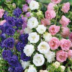 Katmerli Campanula Karışık Çan Çiçeği Tohumu (100 Tohum)