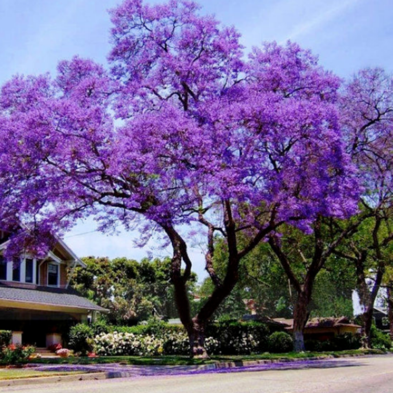 Dünyanın En Hızlı Büyüyen Tomentasa Paulownia Ağacı Tohumu (1000 Tohum)