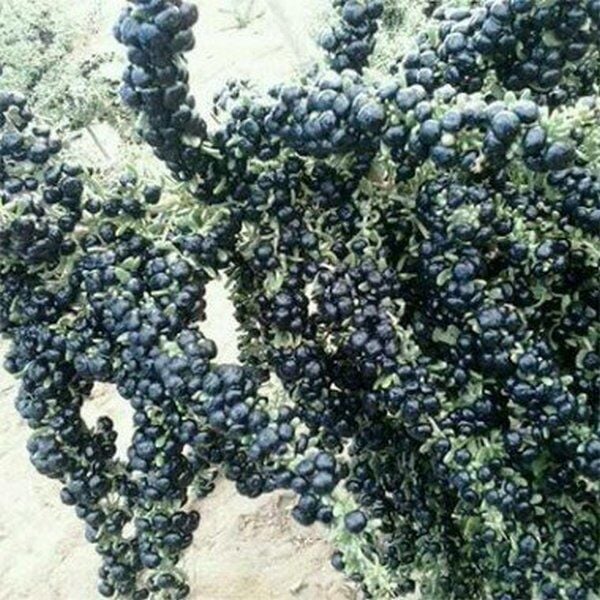Nadir Siyah Goji Berry Tohumu (5 adet)