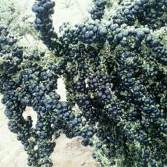 Nadir Siyah Goji Berry Tohumu (5 adet)
