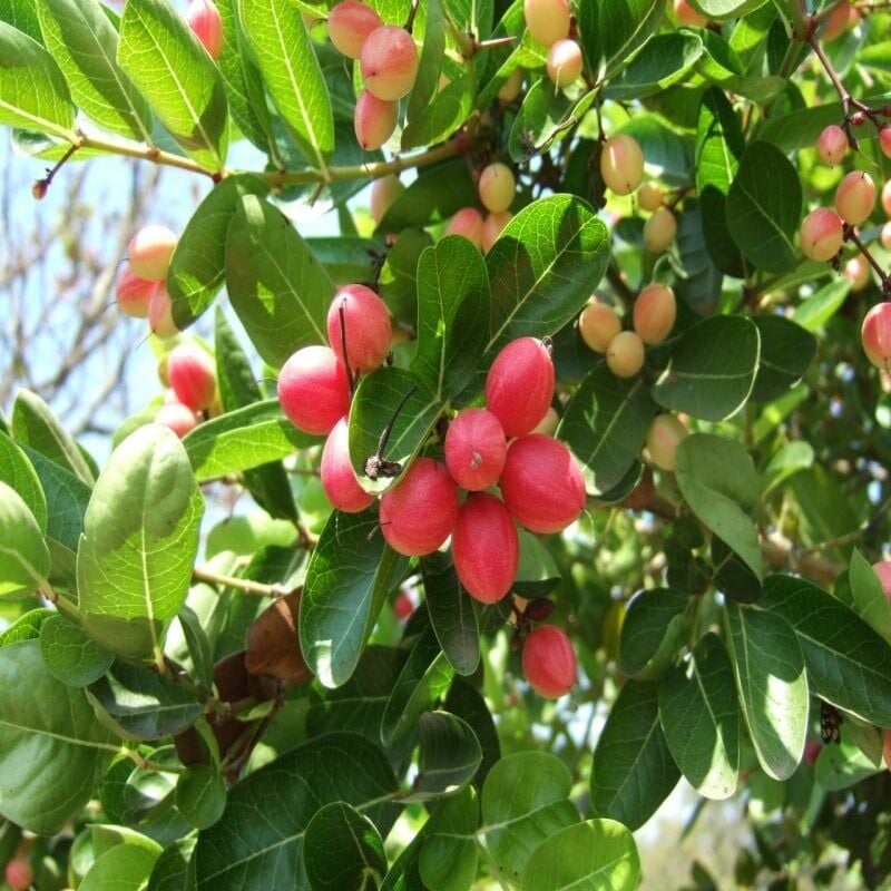 Natal Eriği Tohumu (3 Tohum)