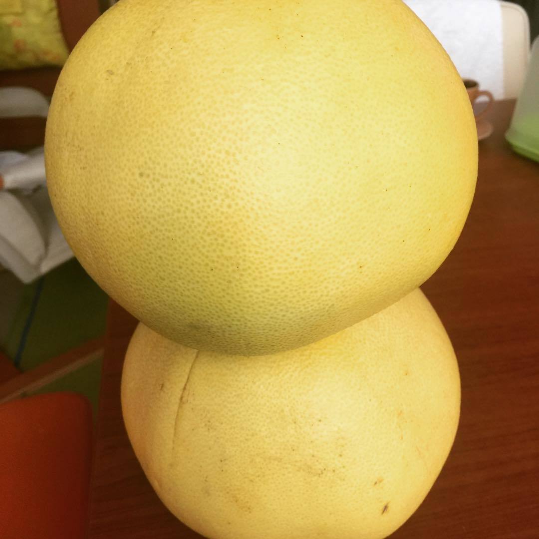 Tüplü Aşılı Sınırlı Stok Şadok Pomelo (Ağaç Kavunu) Fidanı