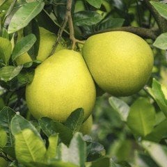 Tüplü Aşılı Sınırlı Stok Şadok Pomelo (Ağaç Kavunu) Fidanı