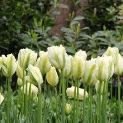 Spring Green Krem Yeşil Lale Soğanı (5 adet)