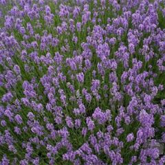 Lavandula Angustifolia Lavanta Çiçeği Tohumu(25000 Tohum)