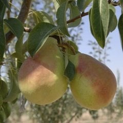 Tüplü Aşılı Yüksek Verimli Santa Maria Armut Fidanı