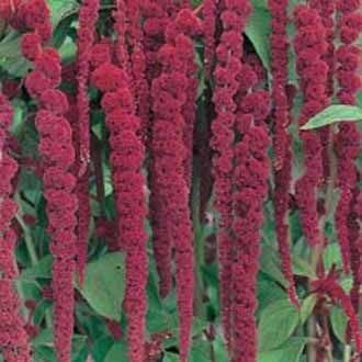 Sarkan Red Giant Amaranthus(Horoz İbiği) Çiçeği Tohumu( 50 Tohum)