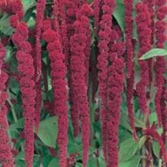 Sarkan Red Giant Amaranthus(Horoz İbiği) Çiçeği Tohumu( 50 Tohum)