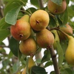 Tüplü Aşılı Bol Sulu Verimli June Gold Haziran Altını Armut Fidanı