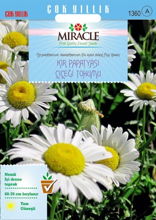 Miracle Krizantem Kır Papatyası Çiçeği Tohumu (100 Tohum)