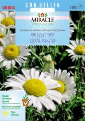 Miracle Krizantem Kır Papatyası Çiçeği Tohumu (100 Tohum)