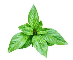 Dogal Green Flesh Geniş Yapraklı Aromatik Fesleğen Tohumu (50 Tohum)