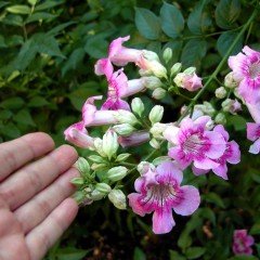 Kokulu Çift Renkli Acem Borusu Fidanı 5 Yaşlı