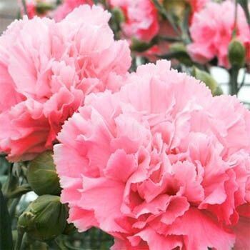 Gülpembe Renkli Karanfil Çiçeği Tohumu (25 Tohum)