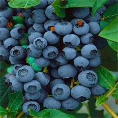 Tüplü Aroması Yüksek Brigitta Yaban Mersini Fidanı