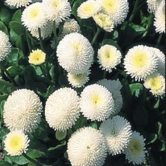 Bellis Perennis Beyaz Ponpon İngiliz Çayır Papatyası Çiçeği Tohumu(100 Tohum)