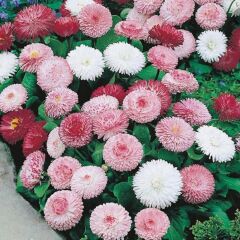 Bellis Perennis Beyaz Ponpon İngiliz Çayır Papatyası Çiçeği Tohumu(100 Tohum)