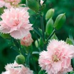 Soft Pembe La France Karanfil Çiçeği Tohumu(25 Tohum)