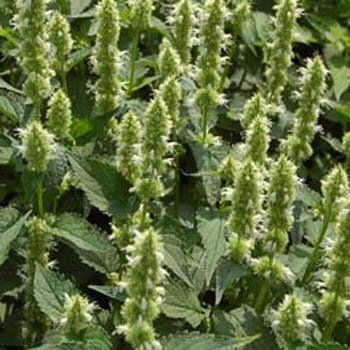Dev Meksida Beyazı Hyssop Çiçeği Tohumu(50 Tohum)