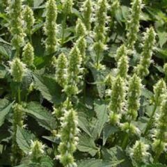 Dev Meksida Beyazı Hyssop Çiçeği Tohumu(50 Tohum)
