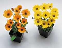 Sarı Golden Yellow Afrika Papatyası Çiçeği Tohumu(30 Tohum)