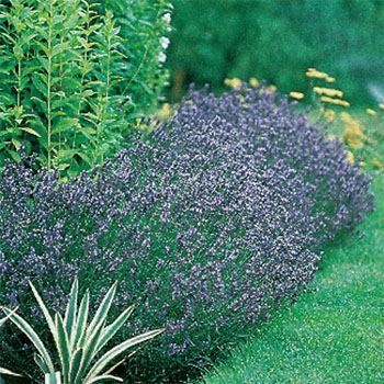Mavi Hidcote Lavanta Tohumu(20 Tohum)