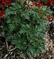 Doğal Pelin Otu Tohumu(50 Tohum)