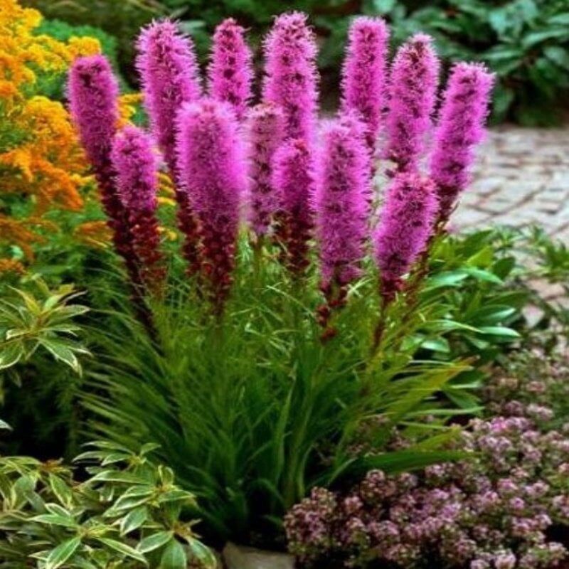 Purple Rose Liatris Çiçeği Tohumu(40 Tohum)