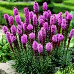 Purple Rose Liatris Çiçeği Tohumu(40 Tohum)