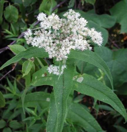 Şifali Boneset Çiçeği Tohumu(50 Tohum)