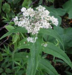 Şifali Boneset Çiçeği Tohumu(50 Tohum)