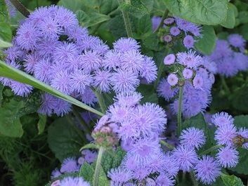 Uzun Boylu Kokulu Mavi Ageratum(Vapur Dumanı) Çiçeği Tohumu (100 Tohum)