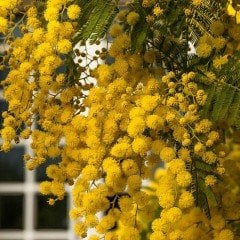 Tüplü Kokulu Mimoza Ağacı Fidanı (80-130 Cm)