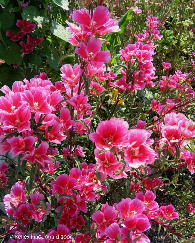 Pembe Güzeli Klarkiya Çiçeği Tohumu(100 Tohum)