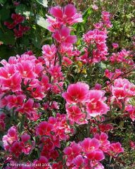 Pembe Güzeli Klarkiya Çiçeği Tohumu(100 Tohum)