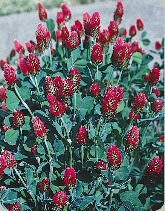 Red Love Trifolium Çiçeği Tohumu(50 Tohum)