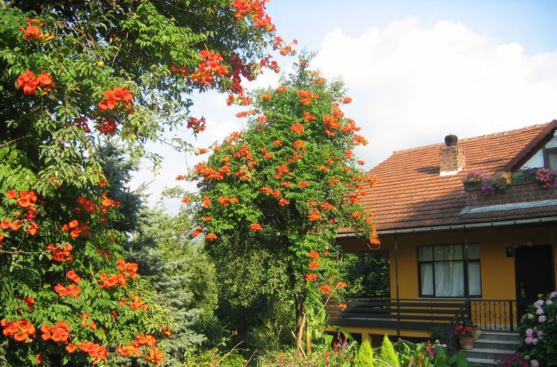 Pembe Trompet Campsis Radicans Çiçeği Ağacı Tohumu(5 Tohum)