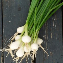 Doğal Crystal White Wax Beyaz Soğan Tohumu (50 tohum)