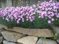Dianthus Kır Pembesi Çiçeği Tohumu(50 adet)